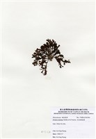 藏品(有柄褐扇藻)的圖片